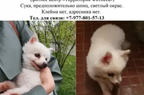 Собака Шпиц найдена на ул. Марьинский Парк, 29А (Москва)