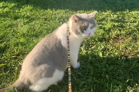 Кошки потеряшки, Уфа, фото: Потеряшка кот Марти на ул. Коралловая, 2, Уфа