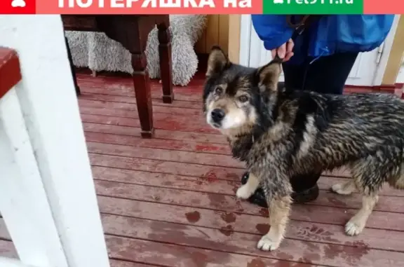 Найден старенький пёс возле Звенигорода