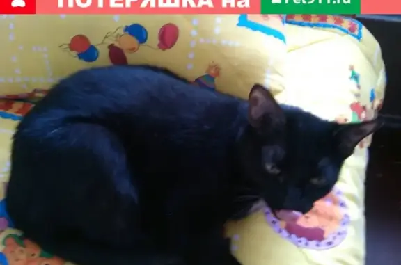 Кошки потеряшки, Тюмень, фото: Потеряшка кошка на улице Хусаинова, Тюмень, вознаграждение за находку.