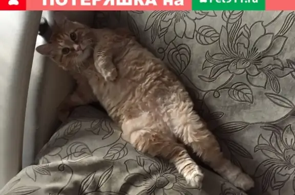 Пропала кошка рыжего Курильского бобтейла, 13 лкт Новокузнецк