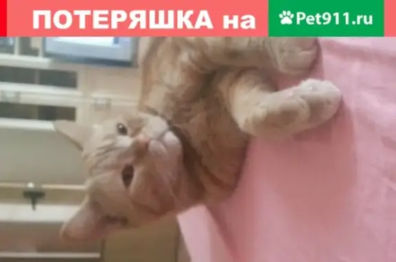 Пропала кошка Ириска, Шишкин лес, СНТ Музыкант, 5.05.2020.
