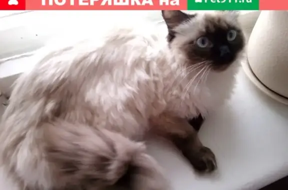 Пропала кошка на ул. Дымченко, 20 в Волгограде