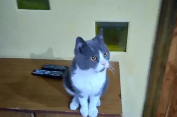 Найден кот в Ульяновске