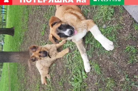 Найдены щенки с ошейниками в Северном Чертаново.