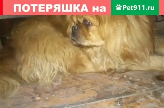 Собака породы пекинес найдена в деревне Алешня, Тульская область