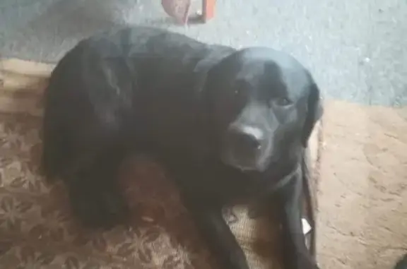Пропала собака Барни в посёлке Андрейково, Московская область
