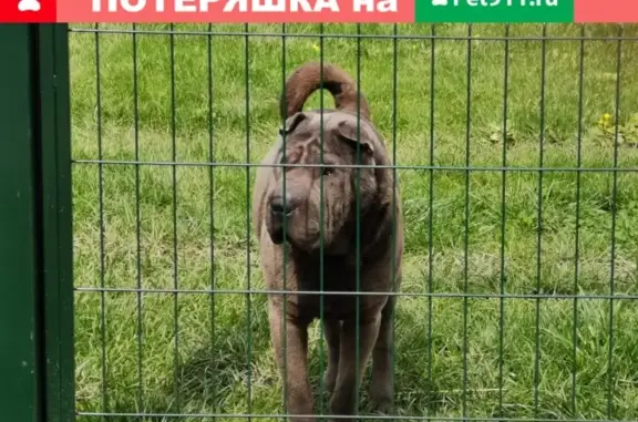 Собака Мастиф найдена в деревне Бортниково, Ступино