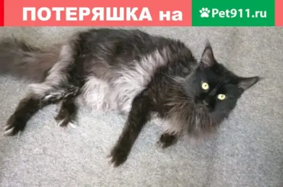 Пропала кошка Флэш в Мытищах, ул. Терешковой, д.11.
