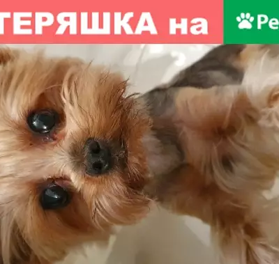 Собаки потеряшки, Тверь, фото: Потеряшка собака Йоркширского терьера в Твери на Затверецкой набережной