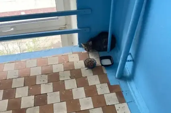 Найдена кошка на Заводской 14 А в Зеленограде