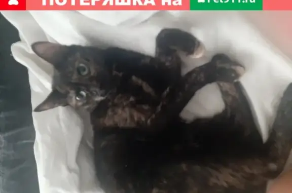 Пропала кошка в Салтыковке, вознаграждение!