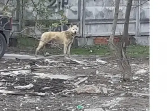 Пропала собака Лайка в Химках, р-н Левобережный