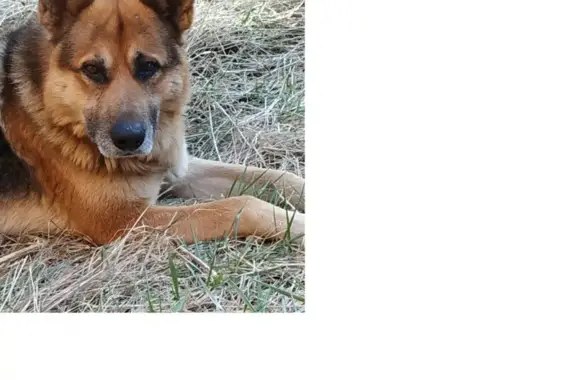 Найдена собака в Можайском районе, ищут хозяев или пристройство.