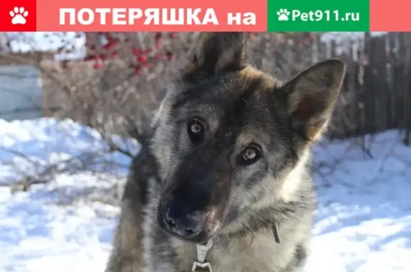 Найдена собака Метис в Индустриальном районе Перми