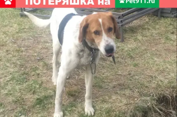 Найдена собака в Агалатово, Всеволожском районе
