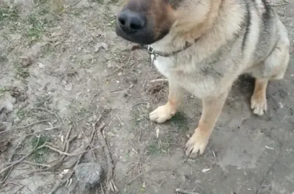 Найдена ласковая собака в Подольске