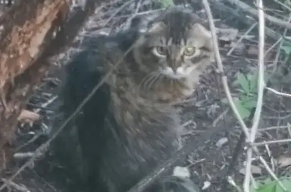 Найден испуганный котик в Домодедово