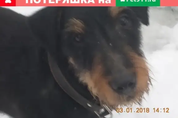Пропала собака на Бестужевской ул.