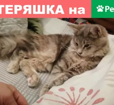 Пропала кошка Муся, Московская область, Одинцово, Можайское шоссе, 29