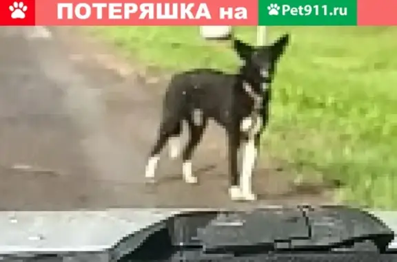 Найдена ухоженная собачка в Наро-Фоминске