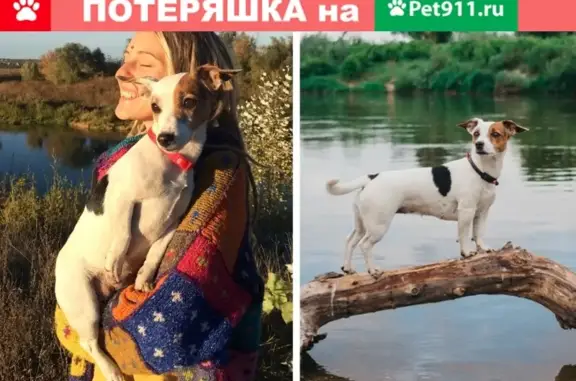 Пропала собака в Воронежской обл. село Гвоздёвка: помогите найти!