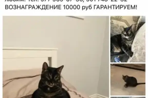 Пропала кошка в Бабкино, Московская область.