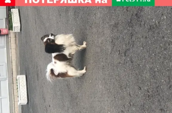 Найдена собака на Ясеневой, без поводка