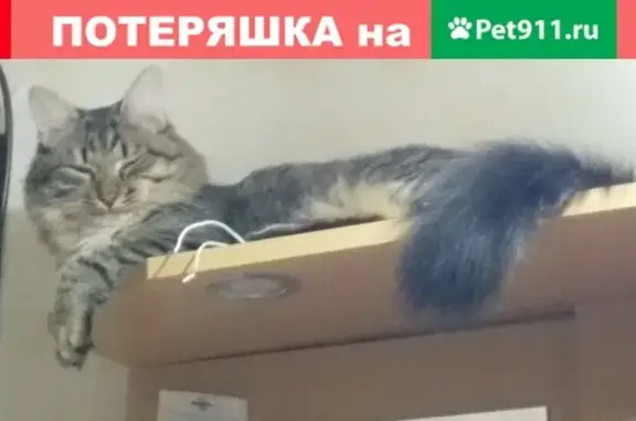 Пропал котик на Новокосинской улице