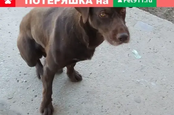 Пропала собака в районе ДОС 23, Хабаровск