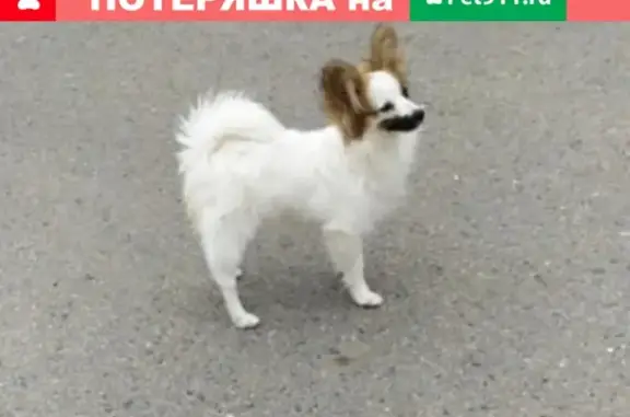 Пропала собака Папильон в Подольске, Берёзовый проезд, 10