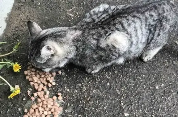 Потеряшка кошка на ул. Кленовая, 7 в Саратове