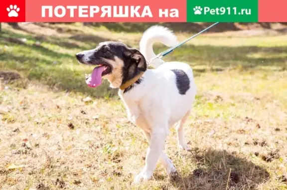 Пропала собака Марта в Малоярославце, звоните +79255191560.