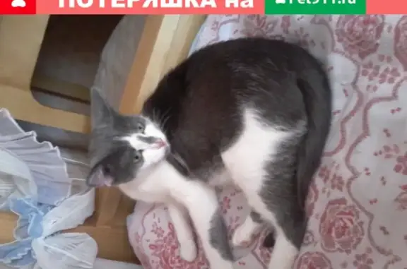 Пропала кошка Катя, ул. Мира 4, Старый Оскол.
