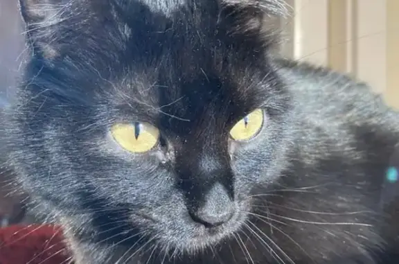 Кошки потеряшки, Санкт-Петербург, фото: Потеряшка кошка Шера с ул. Большая Морская 63