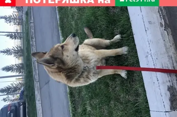 Найден щенок без ошейника на пр. Альберта Камалеева 26