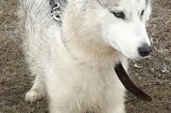 Собаки потеряшки, Астрахань, фото: Потеряшка хаски Грец на 4-й Воскресенской улице 51