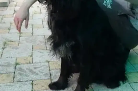 Найдена собака в Ленинском районе, ищем хозяев
