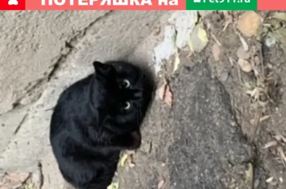 Молодая кошка на Комсомольской, 50