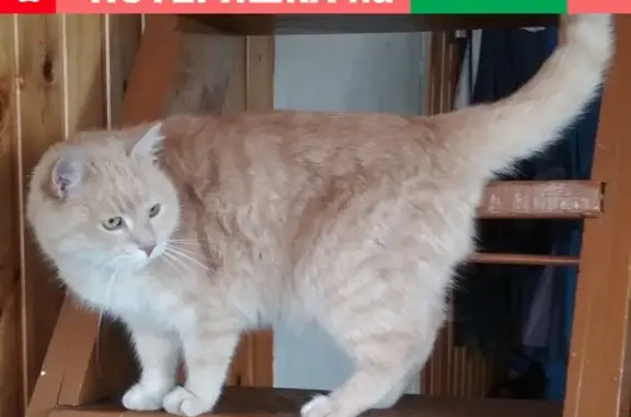 Кошки потеряшки, Санкт-Петербург, фото: Потеряшка кот Рыжий на Выборгском ш. в Песочном, СПб