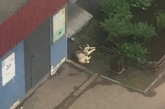 Потерянная собака в районе ул. Терновского 148, Пенза