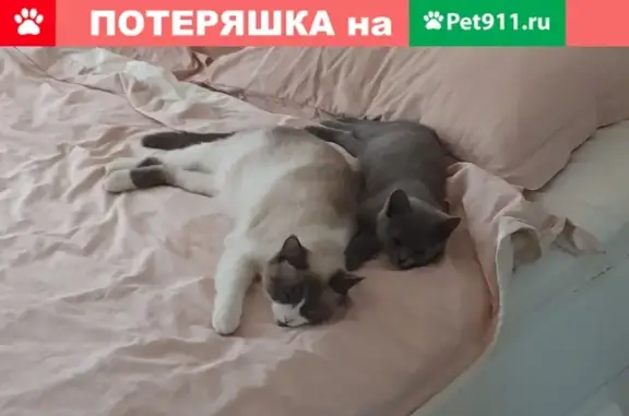 Пропала кошка Марфа на Кубанской, Москва