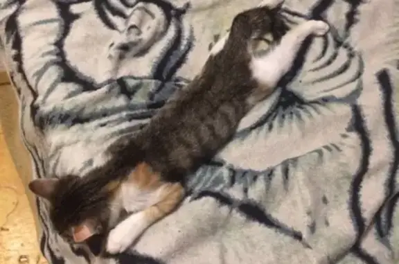 Кошки потеряшки, Тюмень, фото: Потеряшка котенок Муся: ул. Гастелло, Тюмень, 8 мая