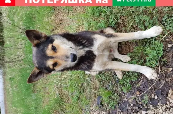 Найдена собака в Ярцевских полянах 1, Михайлово-Ярцевское поселение