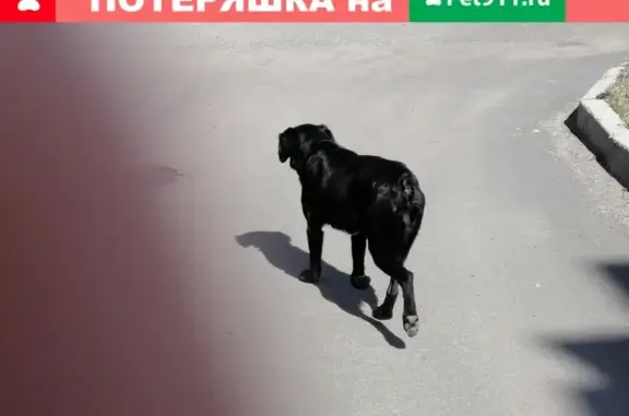 Найдена домашняя собака возле сквера в Петрозаводске