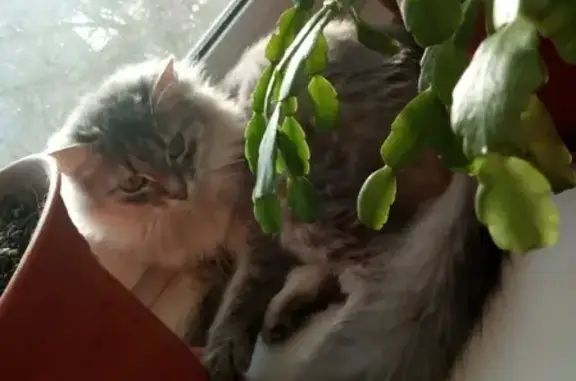 Потерянные животные Саранск, фото: Пропала кошка Майя на улице Анны Лусс, Саранск