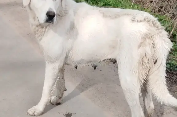 Найдена собака метис лабрадора в Бронницах