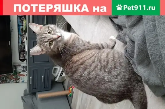 Пропала кошка Мурзик в Химках, Совхозная, 16 к2