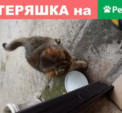 Исхудавшая кошка ищет хозяина в Сочи, Макаренко 30
