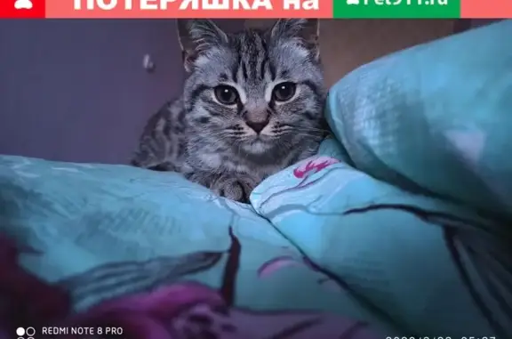 Пропала кошка шотландец в Новочебоксарске
